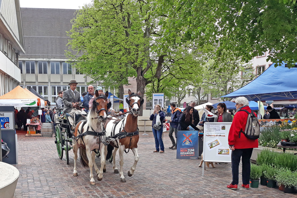 Kutschen, Kultur & Events - Lewitzer Ponys geniessen den Naturmärt Riehen 2019